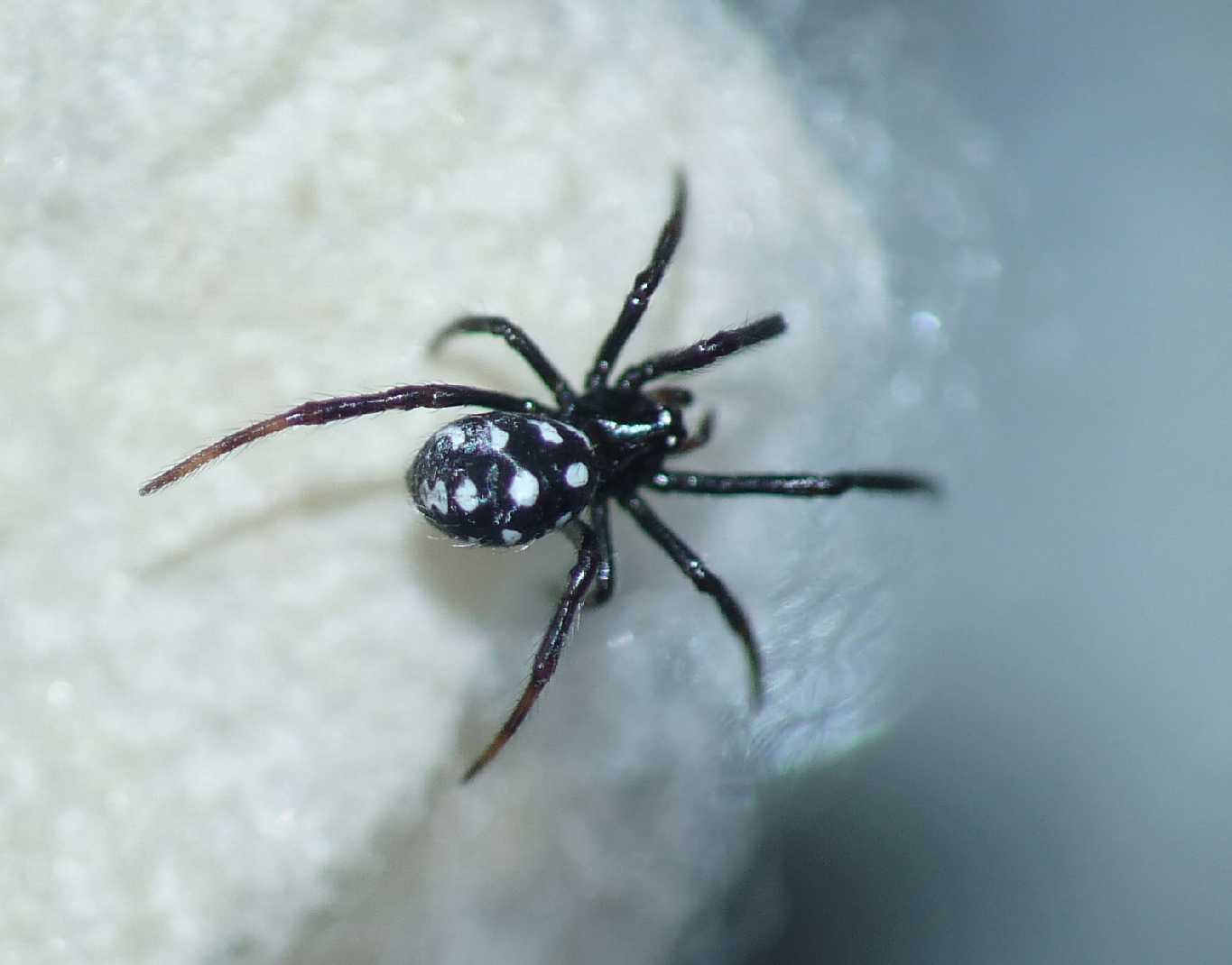 Latrodectus tredecimguttatus di Gallura